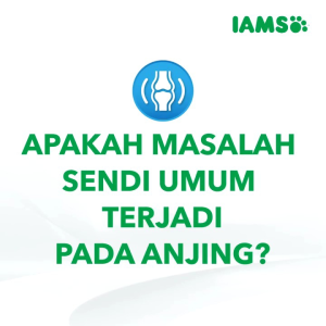 IAMS Dog Supplement  ACTIVE 168Gr SNACK DENTAL  Makanan Anjing I AMS Dry Dog Food 168g Supplement Anjing