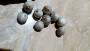 buah pinang atau jambe tua asli belum kering