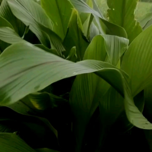 Sabit Pertanian Gagang Besi - Arit Pemotong Rumput Dan Padi Tajam Siap Pakai