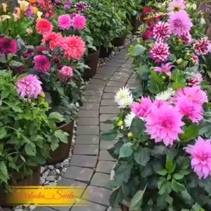 [Virladia Seeds] Biji Benih Bunga Dahlia Pinnata Mix Color