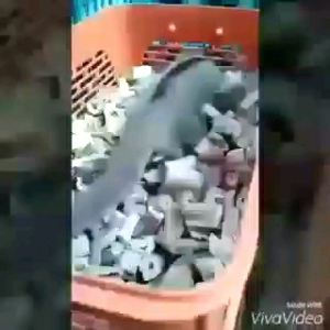 ผักตบชวาอบแห้ง ผักตบชวาสําหรับชูการ์มุดเล่น รองพื้นชูการ์ รองพื้นสัตว์เล็ก รองพื้นแฮมเตอร์