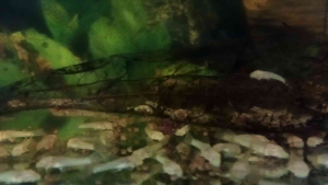 pembersih akuarium.ikan sapu albino ukuran 25-3cm harga Rp.30.000 untuk 5ekor