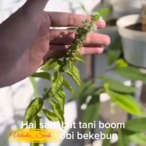 [Virladia Seeds] 100 Biji Benih tanaman Herba Sweet Basil