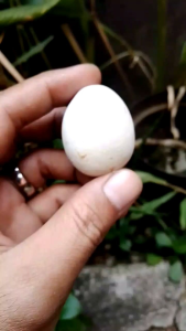 Batu Mustika telur ayam jantan