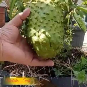 [Virladia Seeds] Biji Benih tanaman Sirsak Madu Jumbo