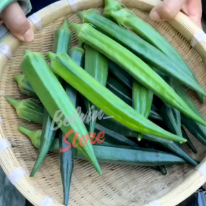 (-+120 butir) Benih tanaman okra hijau import [kemasan pabrik]