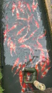 TOP PREMIUM GRADE 12-14” sizes ( JAPAN BLOODLINE )  3pcs at RM1050 + shipping RM100 ( 2 XL BOX ) - RANDOM PICK BY SIFU FARMER