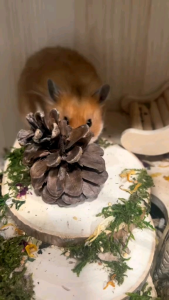 《PINECONE 1 PACK ISI 4 BIJI》MAINAN & DEKORASI KANDANG HAMSTER - APHG#4