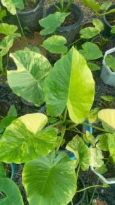 บอนหูช้างด่างเหลือง ไม่แยกหน่อ