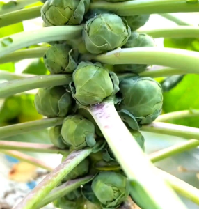 (KEMASAN PREMIUM) BIJI/BENIH KUBIS BRUSSELS SPROUT HIJAU (isi -+250 butir)