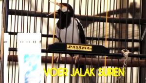 Voer Pakan Jalak Suren Penggacor burung Makanan pakan burung jalak suren