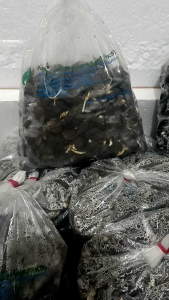 Bibit sawit unggul ppks yangambi berkualitas buah besar medan