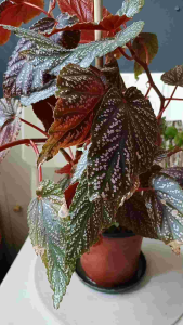 Polka Dot Begonia (air purifying)