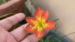 อ.หัวดอกบัวดิน Honey Gold หัวละ 25 บาท