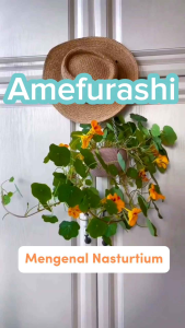 Amefurashi 10 Benih Biji Bunga Nasturtium Bibit Edible Flower Seed