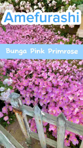 Amefurashi 100 Benih Pink Evening Primrose Flower