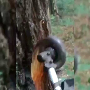 alat sadap pohon pinus untuk mesin potong rumput