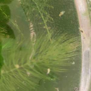 [LIVE - 10 pcs] Snowball aquarium shrimp Neocaridina davidi