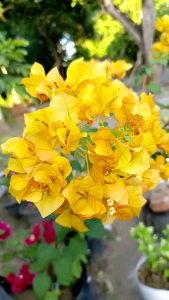TERBARU!! TANAMAN HIAS BUGENVIL YELLOW//BOUGENVILLE KUNING