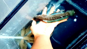 limbata uk 10-15 cm/rim super/ bisa COD