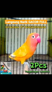 tangkringan jati amplas lovebird isi 2 pcs tinggal pasang