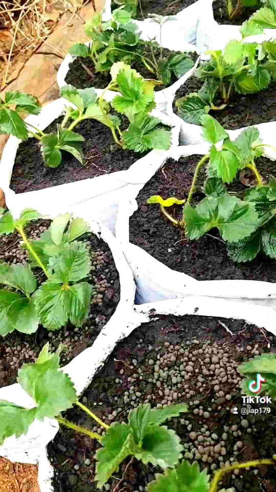 ต้นกล้าสตรอเบอร์รี่พันธุ์80🍓🍓🌱🌱 /ปลูกง่ายดูแลง่าย ขั้นตํ่า2ต้นขึ้นไป/10ต้นแถม1ทุกออเดอร์