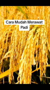 benih padi UNGGUL PAJERO BARU KARAWANG kemasan 5kg