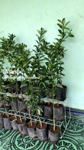 Bibit Jeruk Nagami Unggul: Tanaman Hias Interior Berkualitas Tinggi