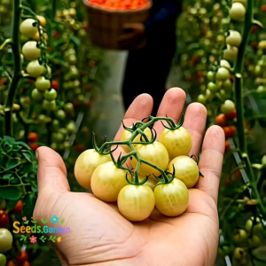 10 BUTIR BIJI/BENIH TANAMAN TOMAT WHITE CHERRY