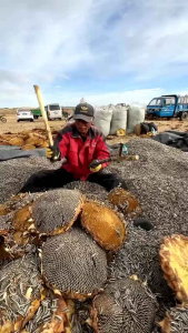 100 BENIH BIJI BUNGA MATAHARI BENIH SUNFLOWER SUPER UNGGUL