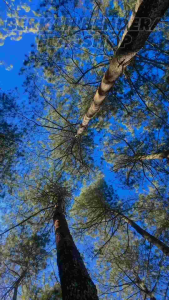bendera merah putih kecil mini motor-mobil-sepeda-pawai