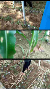 Full Set Alat Pupuk UREA Padat Cocok untuk Tanaman Jagung