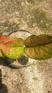 Tanaman hias hidup aglonema baby heng-heng cantik