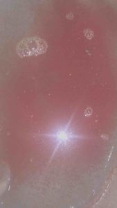 Starter INDUK Kutu Air Gergasi DM Daphnia Magna READY STOCK