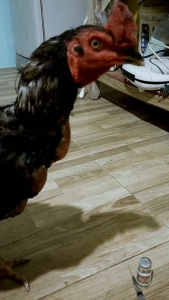 หวัดหน้าบวมหลอดลมอักเสบคอดังตาเป็นฟอง