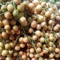 Buah menteng 500 gram buah kapundung buah langsat buah duku condet buah musiman buah langka. 