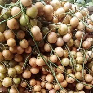 Buah menteng 500 gram buah kapundung buah langsat buah duku condet buah musiman buah langka