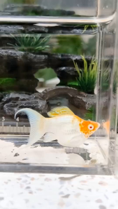 อาหารปลาบอลลูน*ปลาบอลลูนสูตรพิเศษแบบพิเศษ