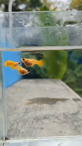GUPPY YELLOW BANANA SHORT BODY TRIO (GRADE) B40