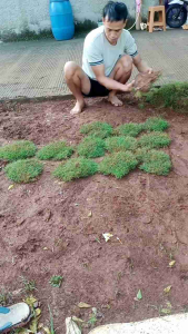 rumput jepang 1meter x 1meter