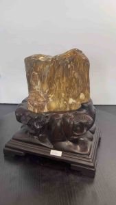 TSK Crystal  SHY032 天然树化玉 黄里透白 色泽圆润 特制雕刻实木底座 Natural Tree Fossil Jade