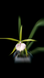 Brassocattleya Binosa Key Lime(Hybrid Orchid)