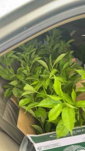 ต้นเบาบับ เเพ็ค6ต้น 189