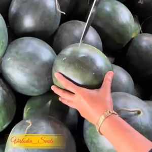 [Virladia Seeds] 8 Biji Benih Semangka merah Non Biji