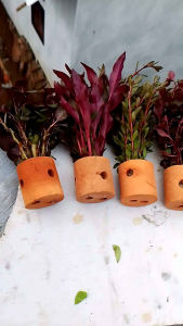 Paket Hemat Tanaman Aquascape Isi 5 Pot Hiasan Aquarium