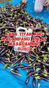 Growers Bet 1000+ Foliar Fertilizer: High Yield Plant Growth