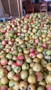 Táo mèo tươi tây bắc 5kg