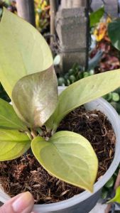 Jemnanii Gold Cardboad Small