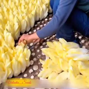 [Virladia Seeds] 80 Biji Benih tanaman Belgian Endive | Witloof Chicory