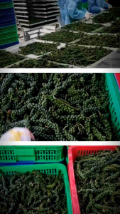 [Hũ 50g] Tiêu xanh sấy thăng hoa 100% từ tiêu xanh tươi vị cay mạnh thơm đặc trưng phù hớp ướp kho nấu giòn xanh tự nhiên